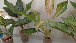 Как оборудовать стеллаж для растений: подсветка, нижний подогрев