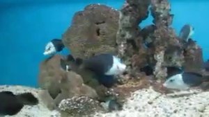 354 Нячанг ЧЕРНОПЕРЫЙ ТОЛСТОГУБЫЙ ГУБАН ИНСТИТУТ ОКЕАНОГРАФИИ Nha Trang blackeye thicklip wrasse