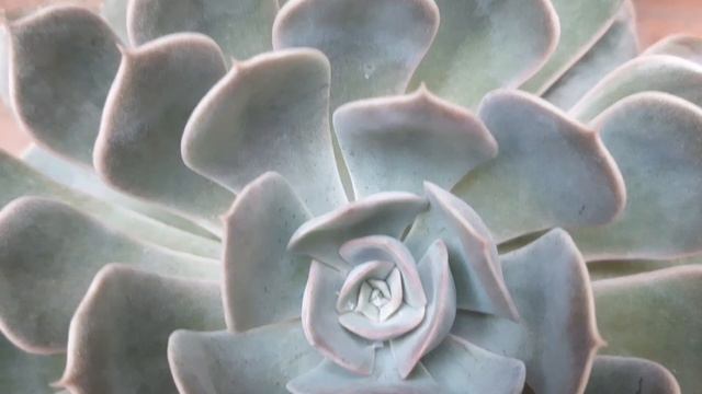 Echeveria secunda - ibrida #succulente #echeveria #echeveriaplant