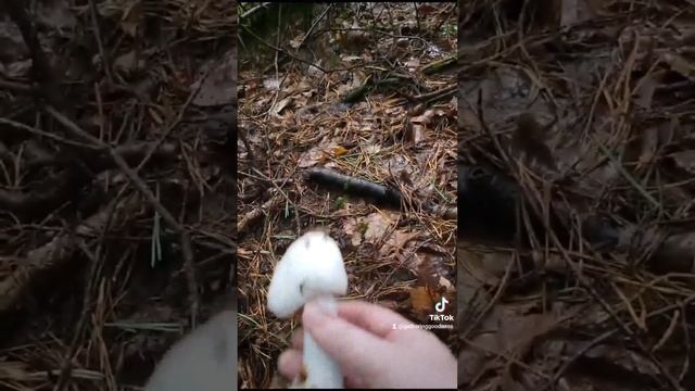 Destroying Angel, Amanita virosa. смотреть онлайн