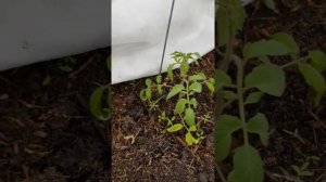 Редис Черриэт. Сбор урожая 01 мая 2019