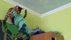 Бенгальский кот балуется