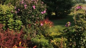 Rose of Sharon - pruning from bushes to trees