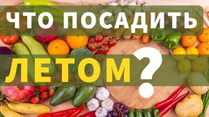Летние посадки и борьба с паутинным клещом