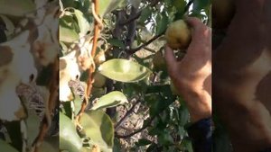 Аббат фетель. срыв груш на хранение.