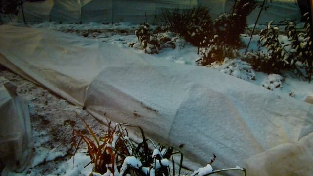 Если вдруг морозы -25,-30  градусов(Н.Новгород)  без снежного покрова!!! Что делать нам , розоводам смотреть онлайн