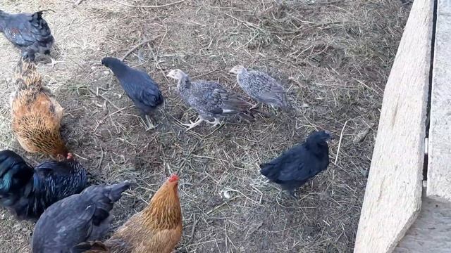 Мой ФИРМЕННЫЙ способ посадки моркови ????? Покупочки. Общее собрание кур! смотреть онлайн