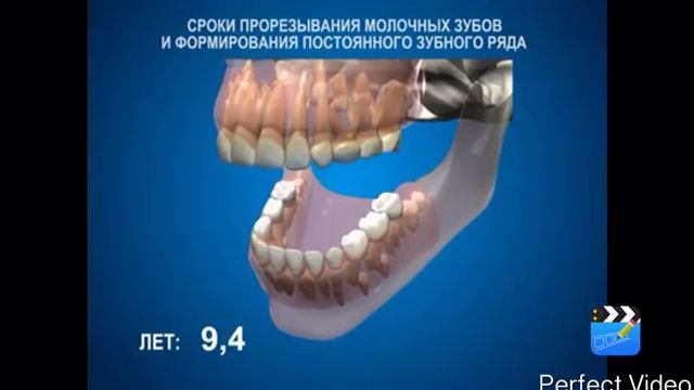 Прорезывание постоянных зубов