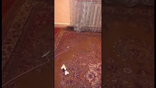 Частная жизнь домашних животных . Видео от друзей. смотреть онлайн