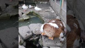 "Чистим перышки " к лету!