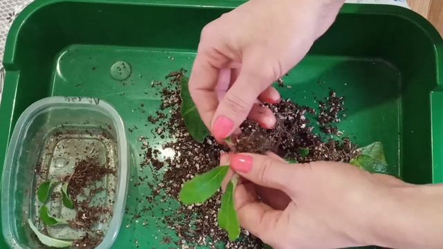 Стрептокарпусы от листа! Отсаживаю деток! смотреть онлайн
