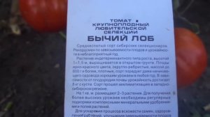 ТОМАТ БЫЧИЙ ЛОБ ПОРАЖАЕТ УРОЖАЙНОСТЬЮ. Видеообзор. Ольга Чернова.