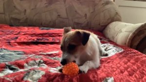 DIY. ДРТ Мирта. Ухо торчком.Jack Russell puppy