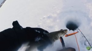 НАШЛИ БЕЛУЮ А ТАММ..| ПРАКТИК 6М ПОДХОДЫ СУДАКА | РЫБАЛКА НА СУДАКА BASSDAY RANGE VIB