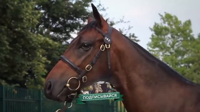 Эн чон аттар (самые большие лошади в мире) смотреть онлайн