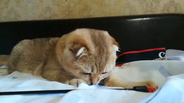 Шотландская вислоухая девочка золотого окраса, шесть месяцев. Продается в разведение.