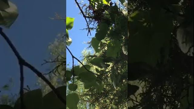 Крест   хранитель всея Вселенныя
