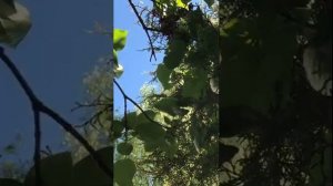 Крест   хранитель всея Вселенныя