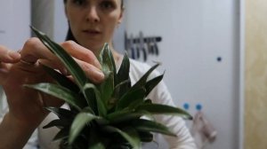 Как выбрать вкусный и спелый АНАНАС / OrenMama Vlog