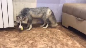 Домашняя Лиса загрызла