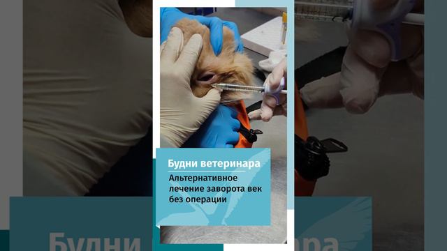 Заворот век у мейн куна