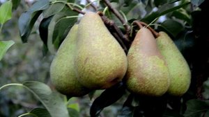 Сорт груши Вижница