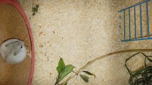 Джунгарик ест прямо в колесе!