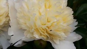 LAURA DESSERT пион