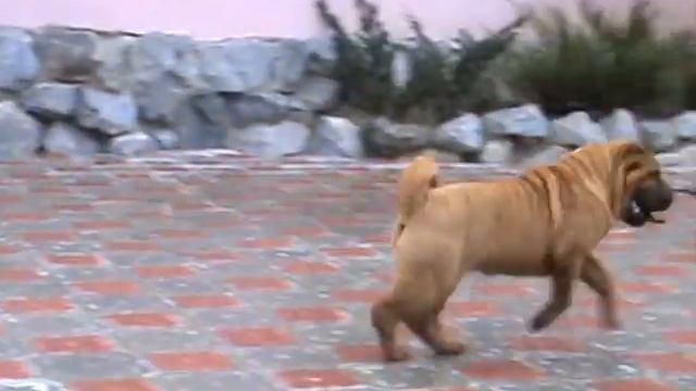 девочка SHARK IZ DOMA BSS; 4 месяца смотреть онлайн