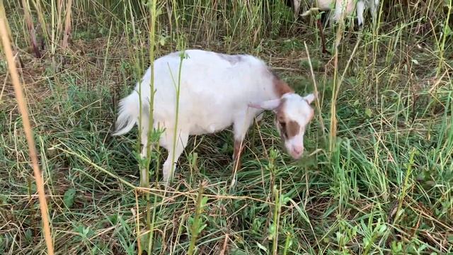 Обзор коз 1 часть смотреть онлайн