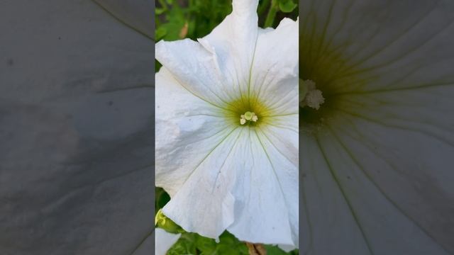 Белая петуния в саду.?