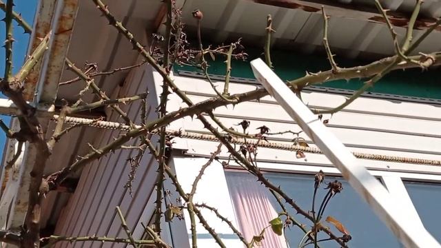 Обрезка старой плетистой розы. Весна 2022. смотреть онлайн