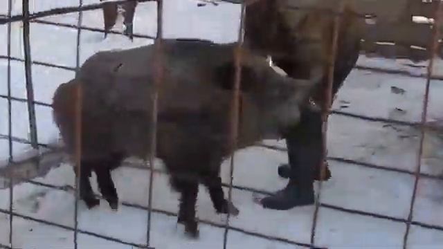 Дикие животные в неволе  Кабан во гневе !!!