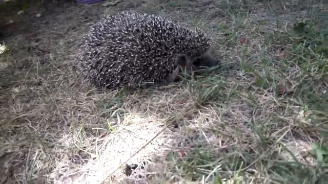Ежик живет на дачном участке. смотреть онлайн