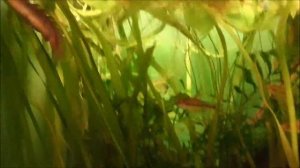 Аквариумная рыбка из Гамбии, Полиптерус сенегальский, Polypterus senegalus, океанариум спб