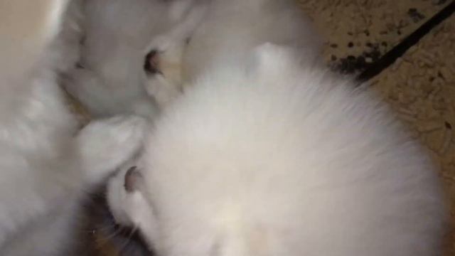 Шпицы играют бегают прыгают