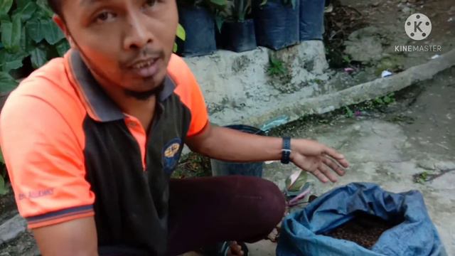 how to propagate pink princess philodendron смотреть онлайн