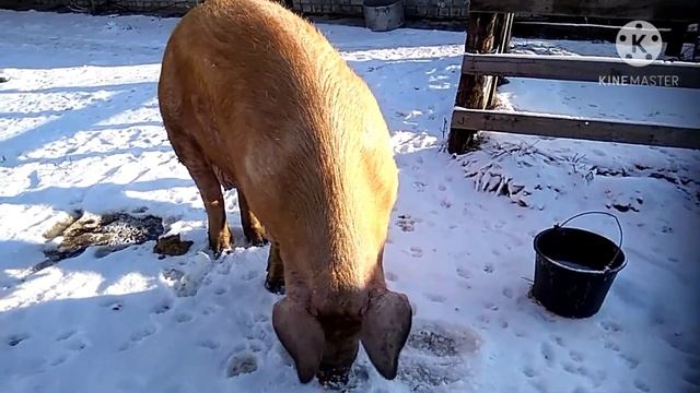 Произвели убой свиноматки породы Дюрок, живой вес около 300, вес тушки 223 кг. смотреть онлайн