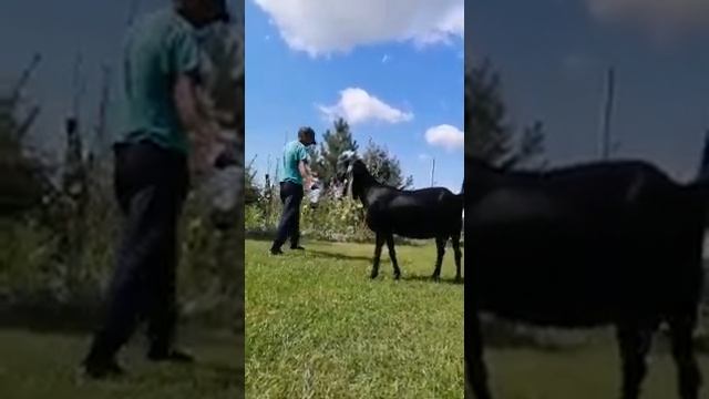 Козы Камори смотреть онлайн