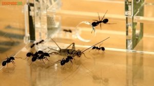 Заселение муравиной фермы Кристалл L 3.0