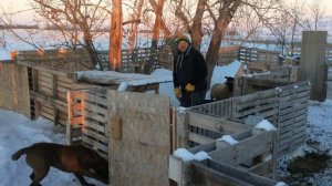 Канадский фермер - 68