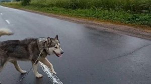 КАК ПРАВИЛЬНО БЕГАТЬ? БЕГ В 5 УТРА! 1000 ЛАЙКОВ!