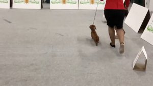 Национальная Выставка такс 2018 мини г-ш кобели ветераны