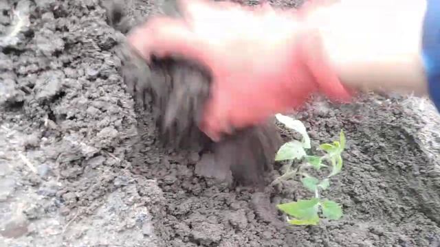 #май2022 #дача #огурцы #томаты Высадила часть томатов в ОГ/Посадила огурцы /?️?️?️/+20 смотреть онлайн