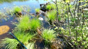 Рыбалка на озерных гольянов обыкновенным сочком в Якутии.