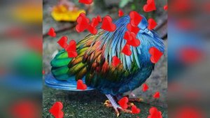 САМЫЕ КРАСИВЫЕ ГОЛУБИ В МИРЕ!!! НОВАЯ ПОДБОРКА!!! #птицы #пернатые #голуби #экзотика