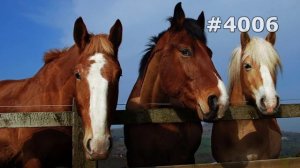 #4006. Лошади (В мире животных)