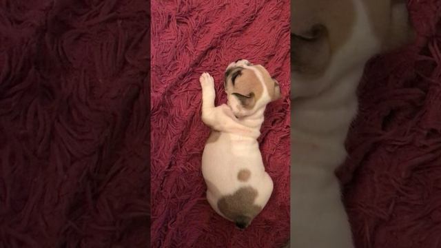 Французский бульдог 1 месяц ? смотреть онлайн