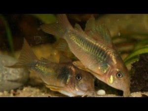 ЗОЛОТИСТЫЙ СОМИК. КОРИДОРАС. УХОД , РАЗВЕДЕНИЕ.