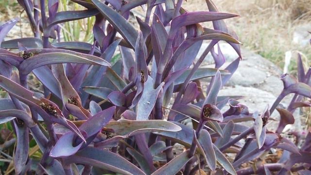 Tradescantia pallida смотреть онлайн